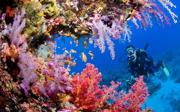 đảo san hô đẹp nhất thế giới Tubbataha