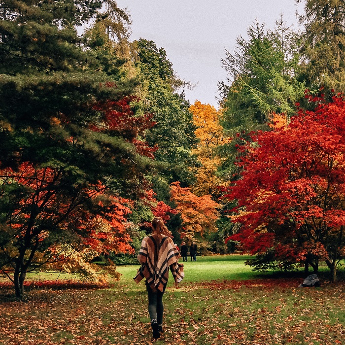 địa điểm ngắm lá mùa thu ở Anh Vườn quốc gia Westonbirt