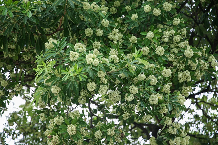 Mùa hoa sữa Hà Nội thường nở thành chùm trắng tinh kín cả cây xanh