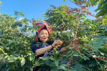 Lễ hội cà phê tỉnh Sơn La lần thứ nhất năm 2023 sẽ diễn ra đúng dịp 20-10