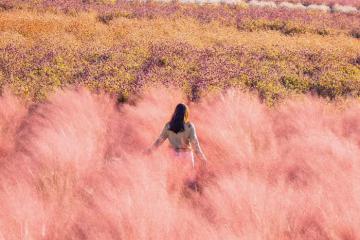 Say lòng trước vẻ đẹp những cánh đồng cỏ hồng ở Hàn Quốc mùa thu