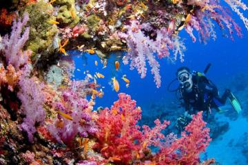 Những đảo san hô đẹp nhất thế giới đưa du khách ‘lạc trôi’ giữa khung cảnh siêu thực