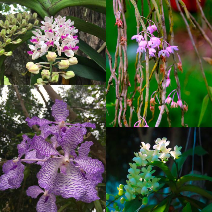 thực vật vườn quốc gia Vũ Quang 