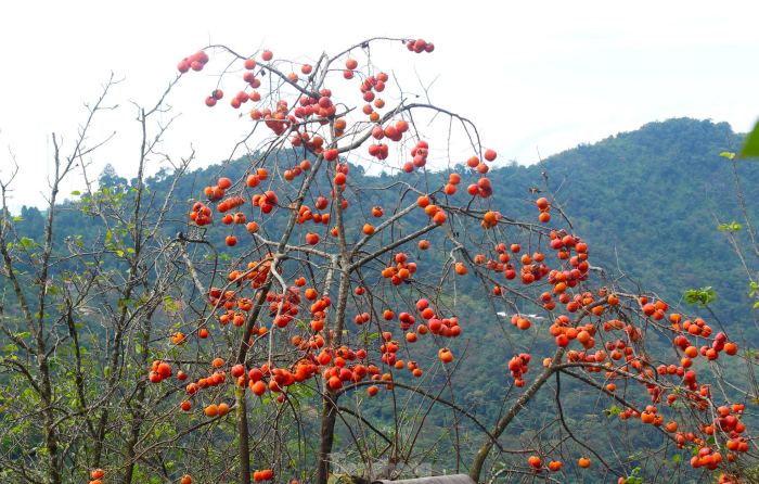 mùa hồng chín ở Nghệ An