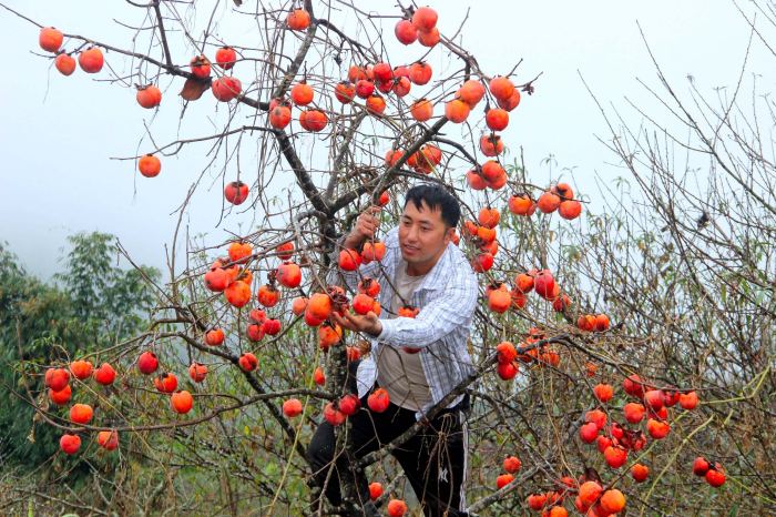 mùa hồng chín ở Nghệ An