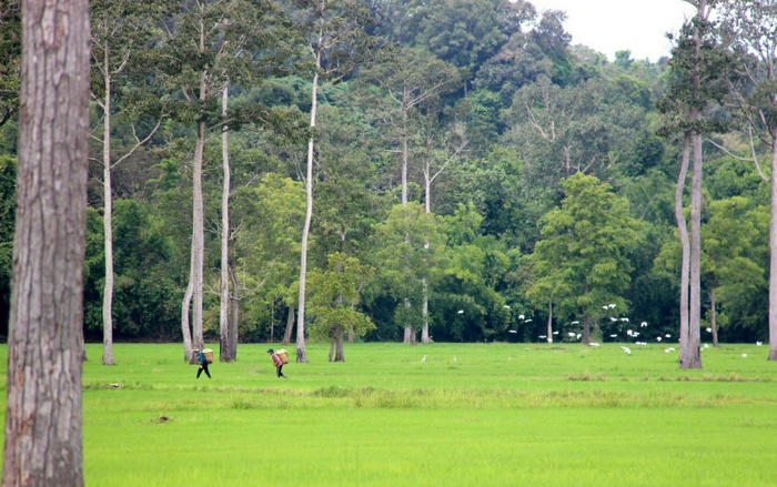 cánh đồng lúa đẹp ở Đồng Nai thơ mộng, thanh bình