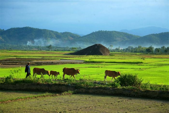  Đá Voi Cha Đắk Lắk 