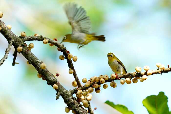 Du lịch Cần Giờ cuối năm chơi gì? Ngắm các loài chim quý ở rừng Vàm Sát