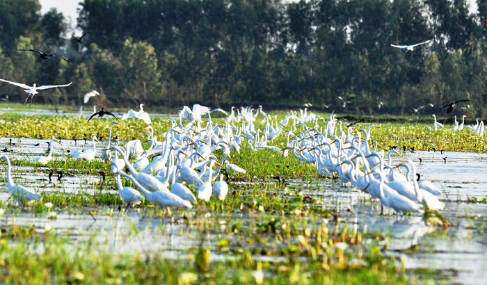 du lịch Long An mùa nước nổi ngắm nhìn các loại chim quý trong khu sinh thái