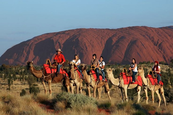 Một trong những hoạt động hấp dẫn nhất Ayers Rock chính là cưỡi lạc đà