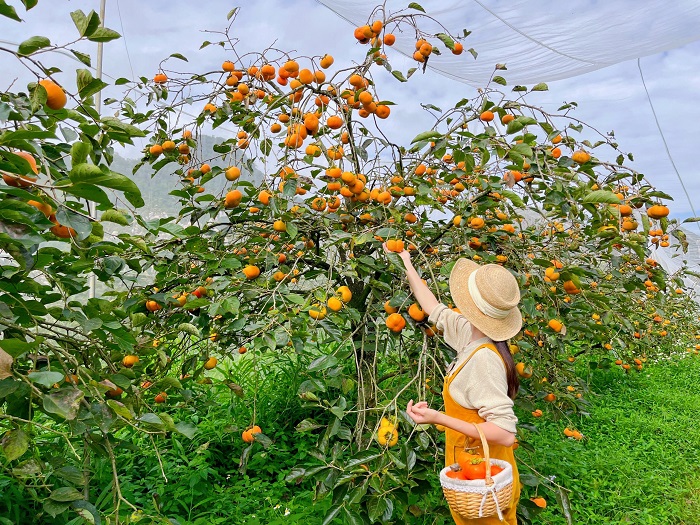 Ghé thăm nhà vườn để thăm quan mùa hồng chín Mộc Châu