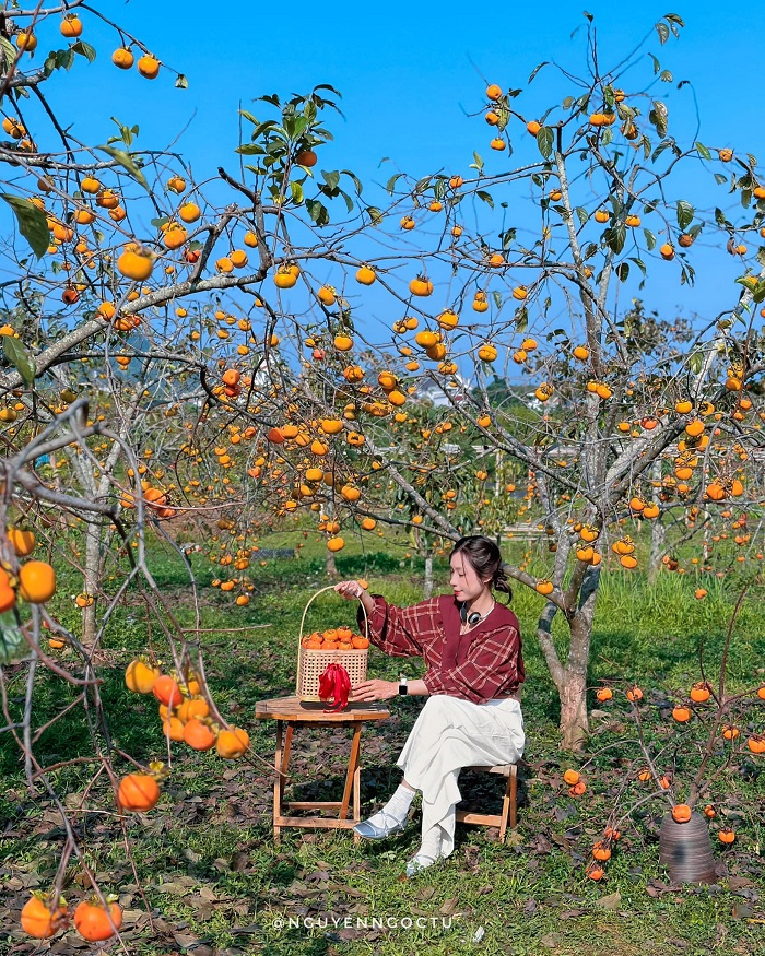 Mùa hồng chín Mộc Châu thu hút hàng nghìn lượt khách ghé thăm