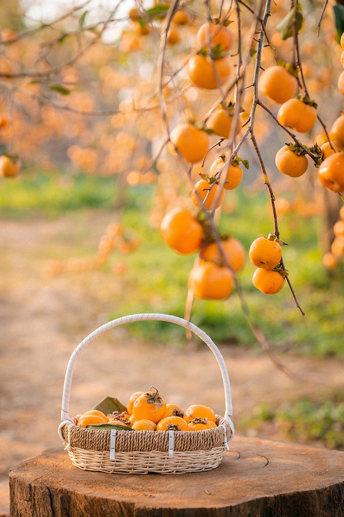 Vườn hồng ở tiểu khu Mía Đường cũng lý tưởng cho bạn thăm quan mùa hồng chín Mộc Châu