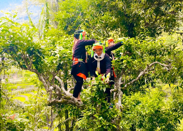 Đừng bỏ qua việc thăm các rừng chè Shan tuyết trong chuyến vi vu thôn Lùng Tao Hà Giang