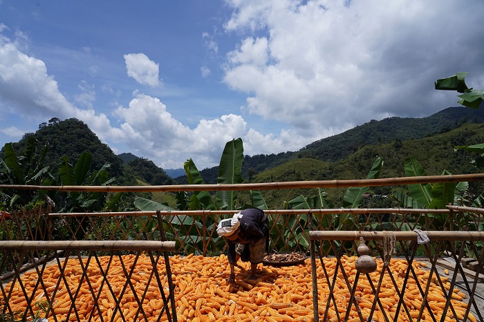 Ngoài lúa, người dân xóm Hoài Khao Cao Bằng cũng trồng thêm ngô để làm lương thực