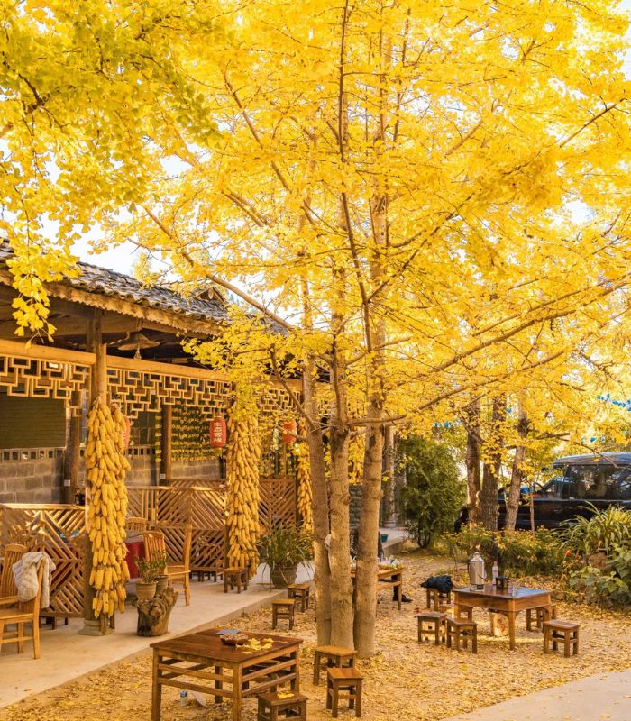 Làng Ngân Hạnh ngập tràn sắc vàng trên các con phố