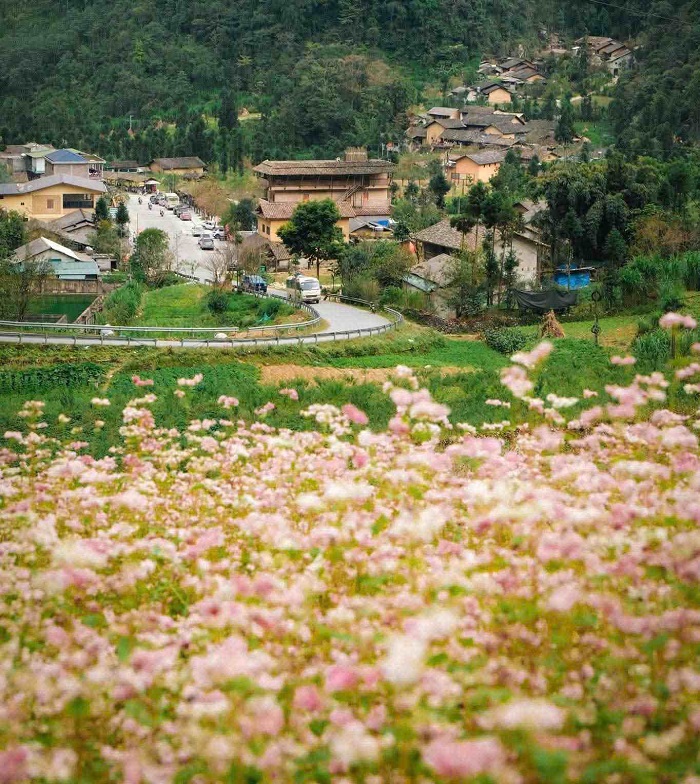 Khung cảnh như chốn cổ tích ở làng Lô Lô - điểm ngắm hoa tam giác mạch ở Hà Giang