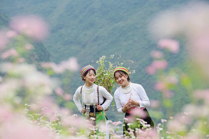 Thung lũng Sủng Là đẹp như tranh khi vào mùa hoa tam giác mạch điểm ngắm hoa tam giác mạch ở Hà Giang 