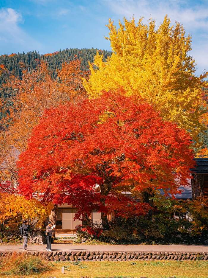 Tổng hợp các địa điểm ngắm lá đỏ Nhật Bản - Làng Shirakawago