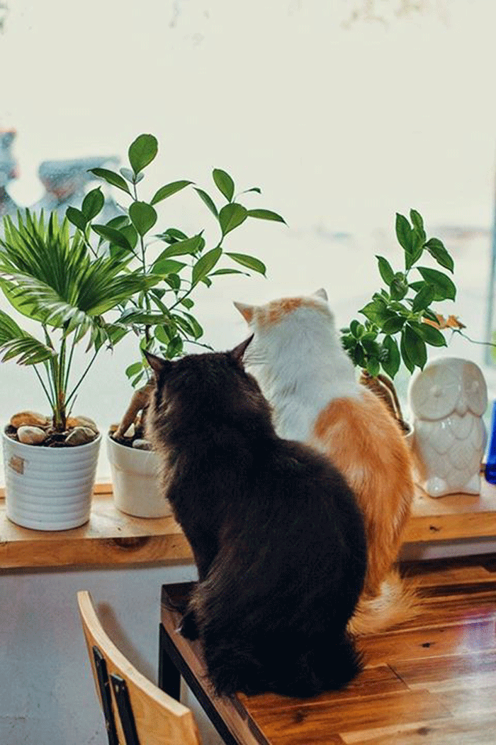 quán cafe mang phong cách Đà Lạt giữa lòng Sài Gòn