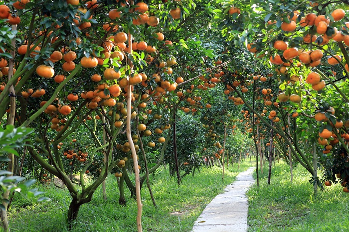 Du lịch Cần Thơ ghé thăm miệt vườn Cái Bè thưởng thức trái cây xum xuê