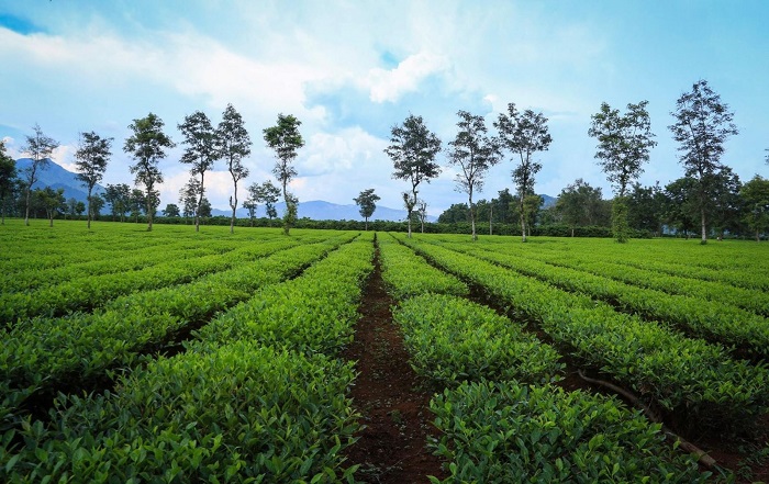 đồi chè ở Gia Lai 
