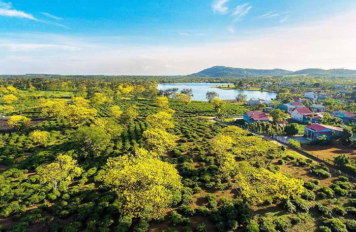 đồi chè ở Gia Lai 