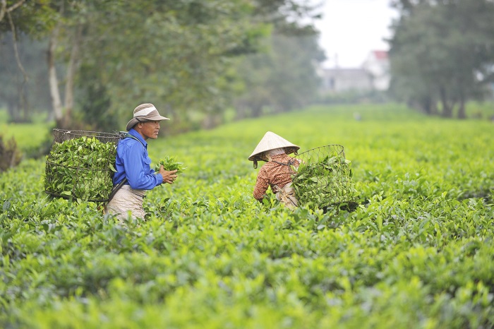 đồi chè ở Gia Lai 