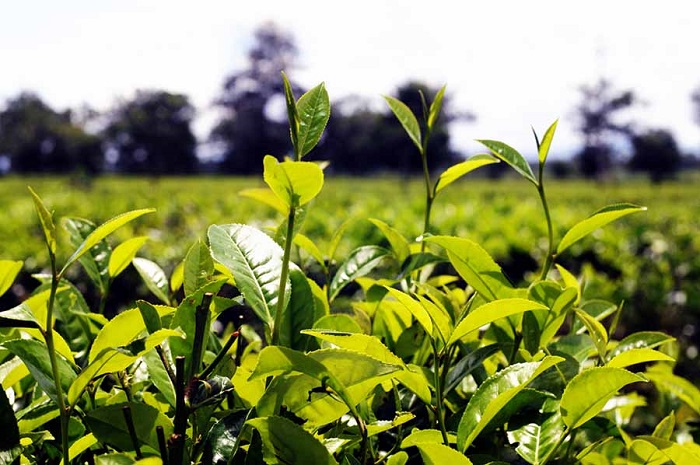 đồi chè ở Gia Lai 