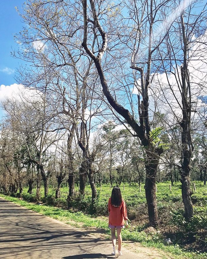 đồi chè ở Gia Lai 