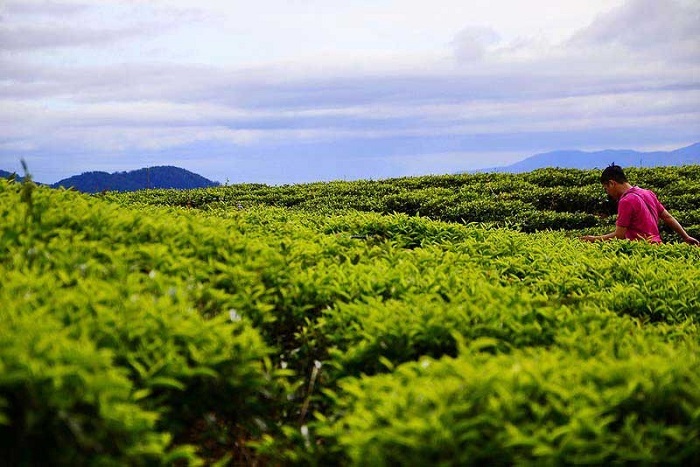 đồi chè ở Gia Lai 