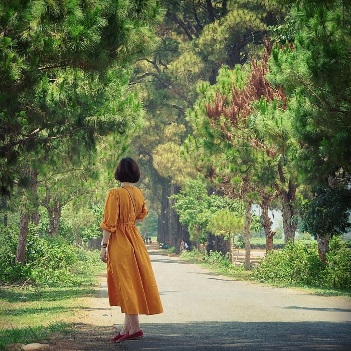 đồi chè ở Gia Lai 