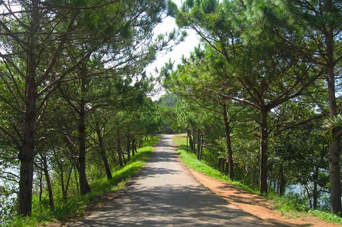 Mang Den pine forest