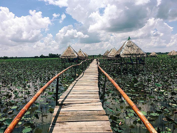 Dịu dàng đồng sen Tháp Mười