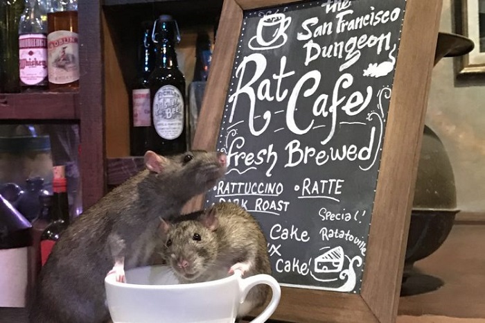 Rat Cafe ở San Francisco là quán cà phê chuột 