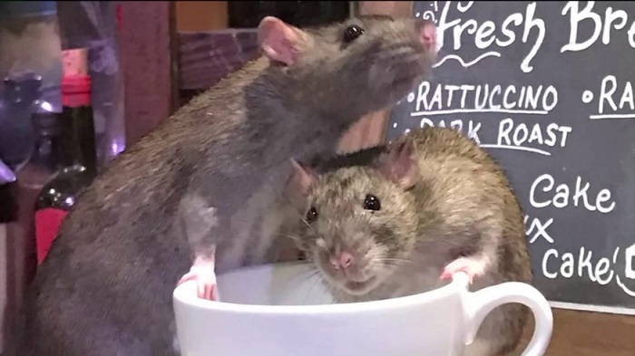 Những con chuột được thả rông chạy khắp quán cà phê chuột