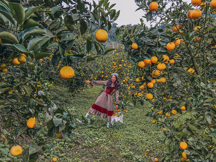 mùa cam ở Mộc Châu