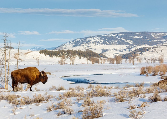 Vườn quốc gia ở Mỹ Yellowstone