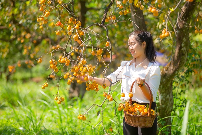 vườn hồng cổ Nam Đàn