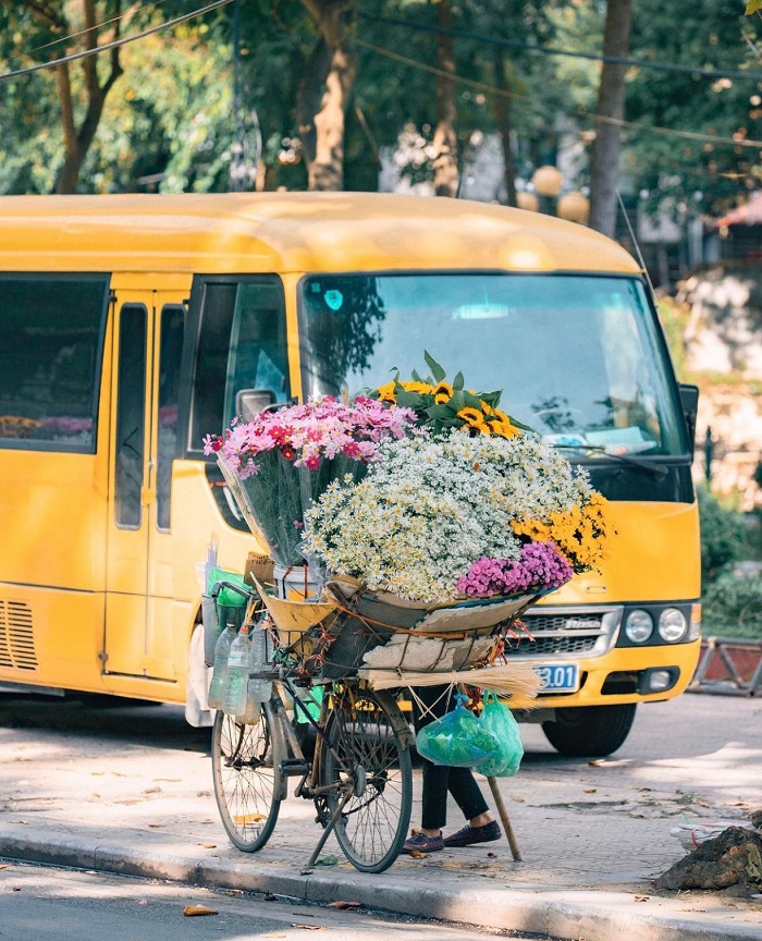 Mùa cúc họa mi Hà Nội