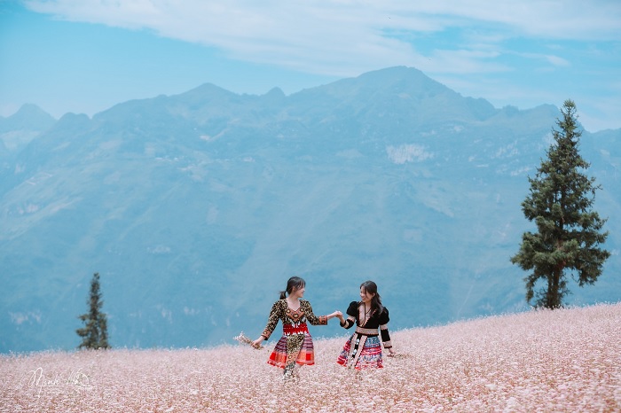 Du lịch Hà Giang mùa hoa tam giác mạch thường bắt đầu từ cuối tháng 10