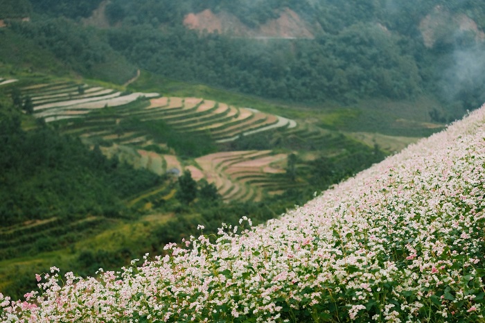 Du lịch Hà Giang mùa hoa tam giác mạch chiêm ngưỡng loài hoa này mọc dọc triền đồi ở Lũng Táo