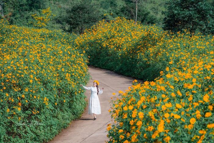 địa điểm ngắm hoa dã quỳ ở Việt Nam