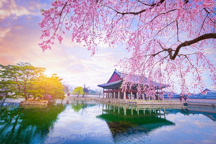 Du lịch Hàn Quốc mùa hoa anh đào