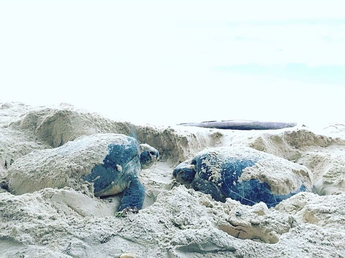 hoạt động bảo tồn rùa biển ở Côn Đảo
