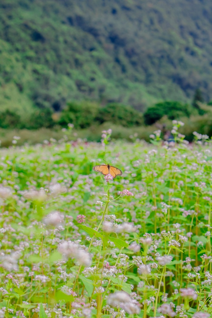 Mỗi mùa ở Khu du lịch sinh thái Thung Nham Ninh Bình lại có loài hoa riêng
