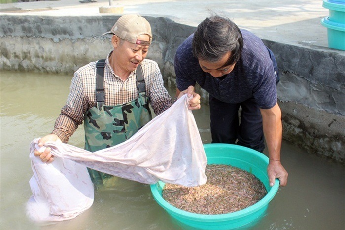 Mùa rươi Tứ Kỳ Hải Dương là thời điểm cả huyện xôm xả nhất