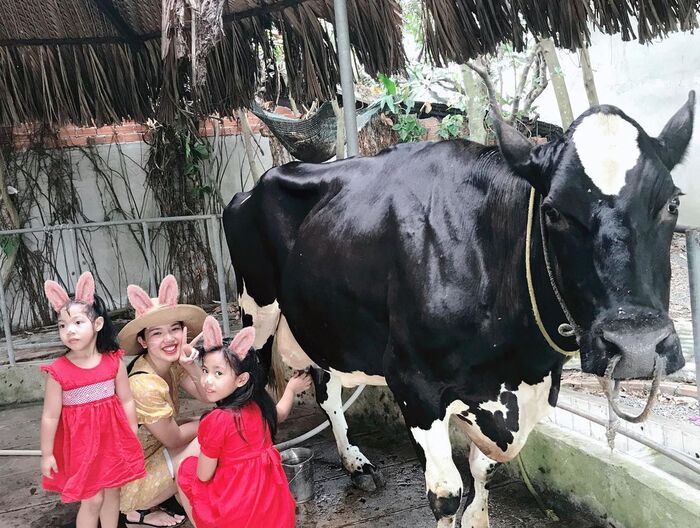 tự tay vắt sữa bò ở Nông Trang Xanh Green Noen 