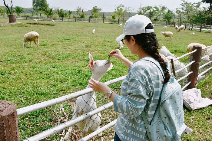 học cách chăm sóc động vật ở Nông Trang Xanh Green Noen 