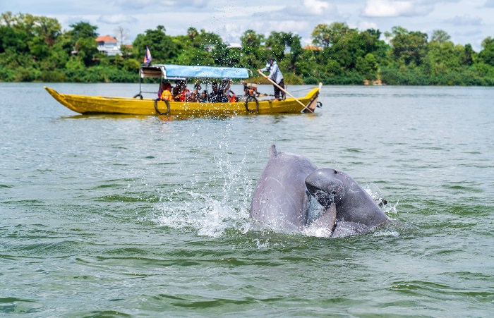 trải nghiệm ngắm cá heo sông Mekong
